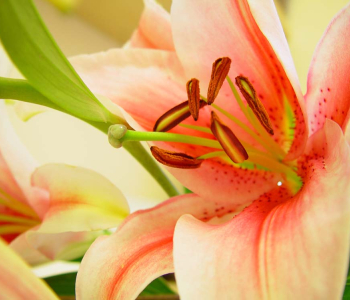 Цветы и растения - 9 | Wall-Style