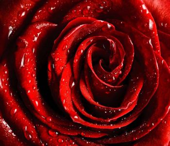 Цветы и растения - 130 | Wall-Style