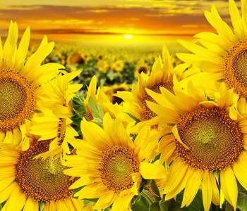 Цветы и растения - 24 | Wall-Style