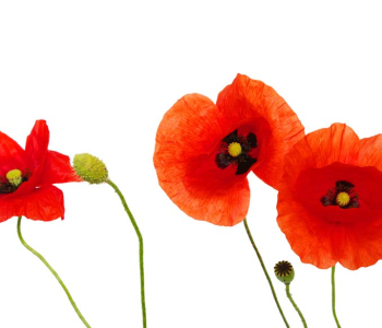 Цветы и растения - 35 | Wall-Style