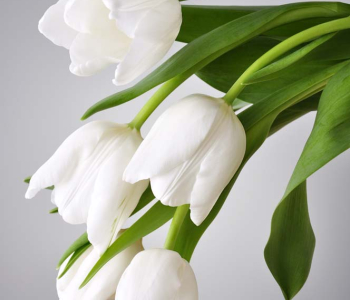 Цветы и растения - 35 | Wall-Style