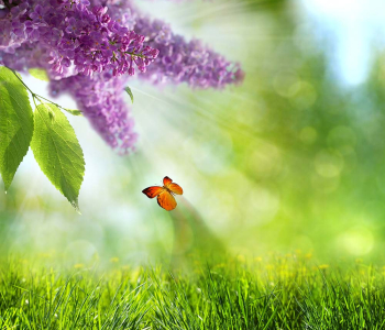 Цветы и растения - 13 | Wall-Style