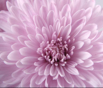 Цветы и растения - 23 | Wall-Style