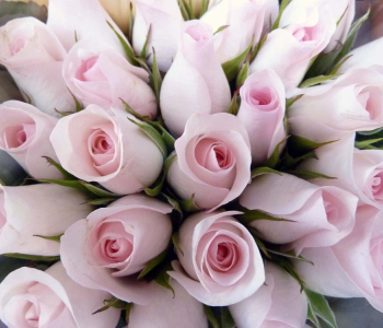 Цветы и растения - 37 | Wall-Style