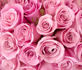 Цветы и растения - 92 | Wall-Style