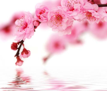 Цветы и растения - 24 | Wall-Style