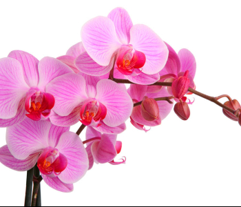 Цветы и растения - 181 | Wall-Style