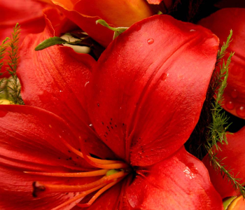 Цветы и растения - 70 | Wall-Style