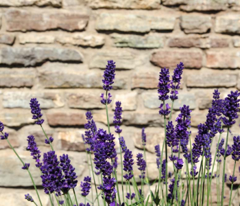 Цветы и растения - 13 | Wall-Style