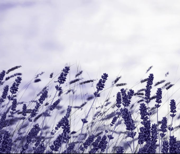 Цветы и растения - 19 | Wall-Style