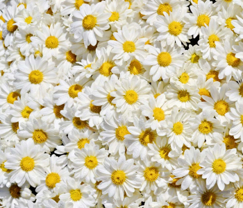 Цветы и растения - 22 | Wall-Style