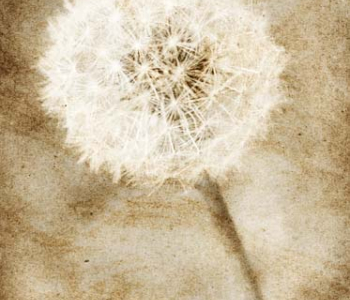 Цветы и растения - 73 | Wall-Style