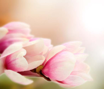 Цветы и растения - 74 | Wall-Style