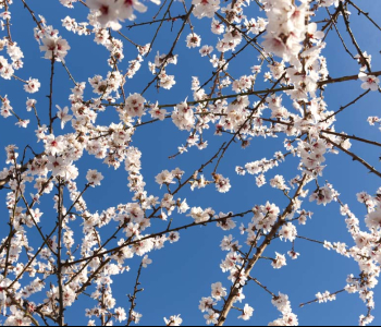 Цветы и растения - 57 | Wall-Style