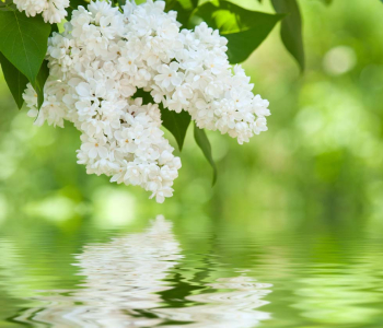 Цветы и растения - 5 | Wall-Style