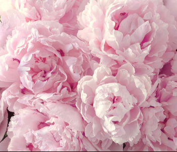 Цветы и растения - 18 | Wall-Style