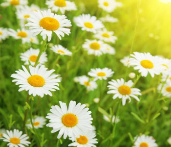 Цветы и растения - 72 | Wall-Style