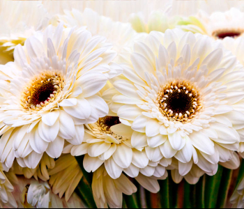 Цветы и растения - 24 | Wall-Style