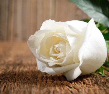 Цветы и растения - 23 | Wall-Style