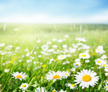 Цветы и растения - 73 | Wall-Style