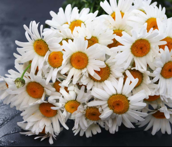 Цветы и растения - 11 | Wall-Style