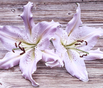 Цветы и растения - 25 | Wall-Style