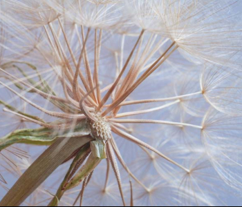 Цветы и растения - 76 | Wall-Style