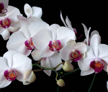 Цветы и растения - 58 | Wall-Style