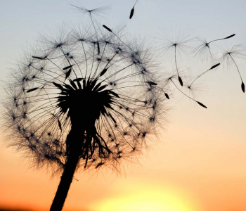 Цветы и растения - 96 | Wall-Style