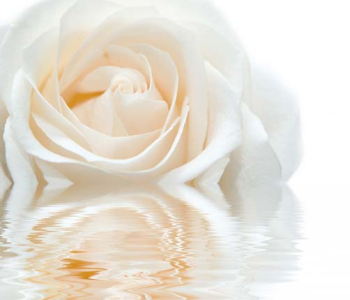 Цветы и растения - 109 | Wall-Style