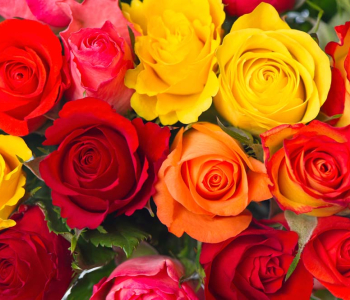 Цветы и растения - 136 | Wall-Style