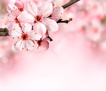 Цветы и растения - 55 | Wall-Style