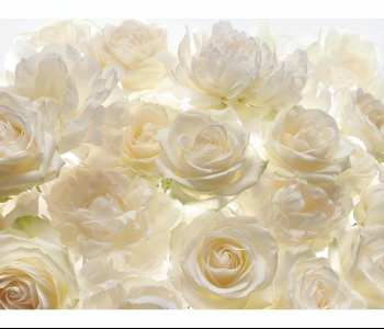 Цветы и растения - 18 | Wall-Style