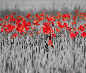 Цветы и растения - 20 | Wall-Style