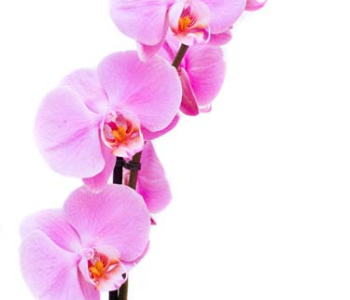 Цветы и растения - 103 | Wall-Style