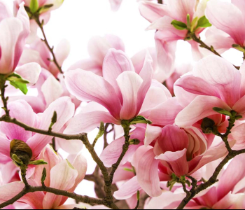 Цветы и растения - 20 | Wall-Style