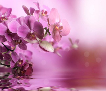 Цветы и растения - 115 | Wall-Style