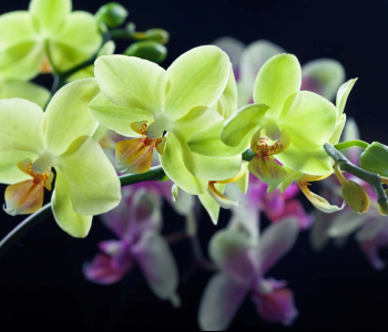 Цветы и растения - 114 | Wall-Style