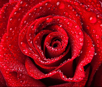 Цветы и растения - 161 | Wall-Style