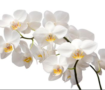 Цветы и растения - 118 | Wall-Style