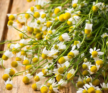 Цветы и растения - 17 | Wall-Style