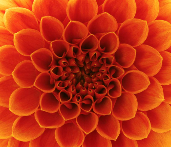 Цветы и растения - 9 | Wall-Style