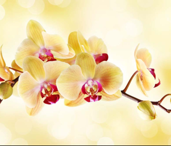 Цветы и растения - 111 | Wall-Style