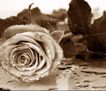 Цветы и растения - 9 | Wall-Style