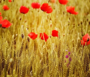 Цветы и растения - 43 | Wall-Style